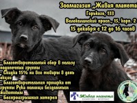 15 декабря в Твери пройдет благотворительная акция в помощь бездомным четвероногим - Новости ТИА