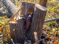 В Тверской области энергетики обнаружили в стволе дерева мину времён Великой Отечественной войны - новости ТИА