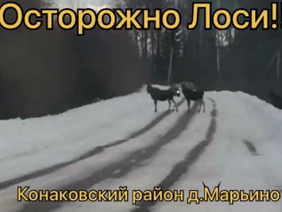 В Конаковском районе водители запечатлели лосиную семью на дороге - Новости ТИА