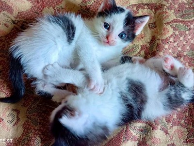 Два спасённых котёнка станут участниками "Площади добра" в Твери - Новости ТИА
