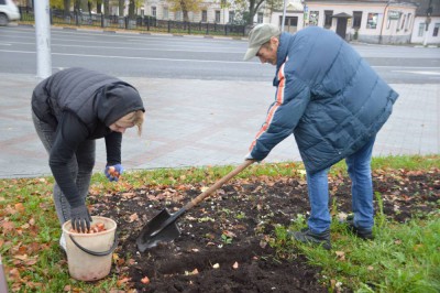 В Твери осенью высадят более 80 тысяч луковиц тюльпанов - Новости ТИА