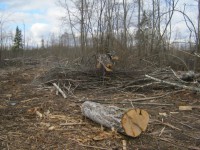 В Торжокском районе колхоз очищал поля от деревьев и завалил отходами другие поля - новости ТИА