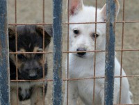 В Твери выделили 7,4 миллиона рублей на отлов и содержание бездомных животных - новости ТИА