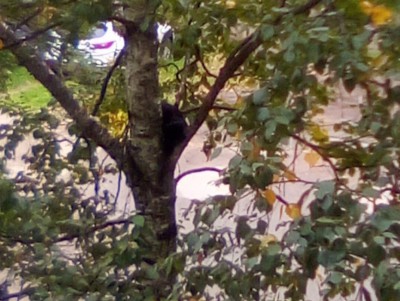 В Твери сотрудники МЧС сняли кошку с дерева - Новости ТИА