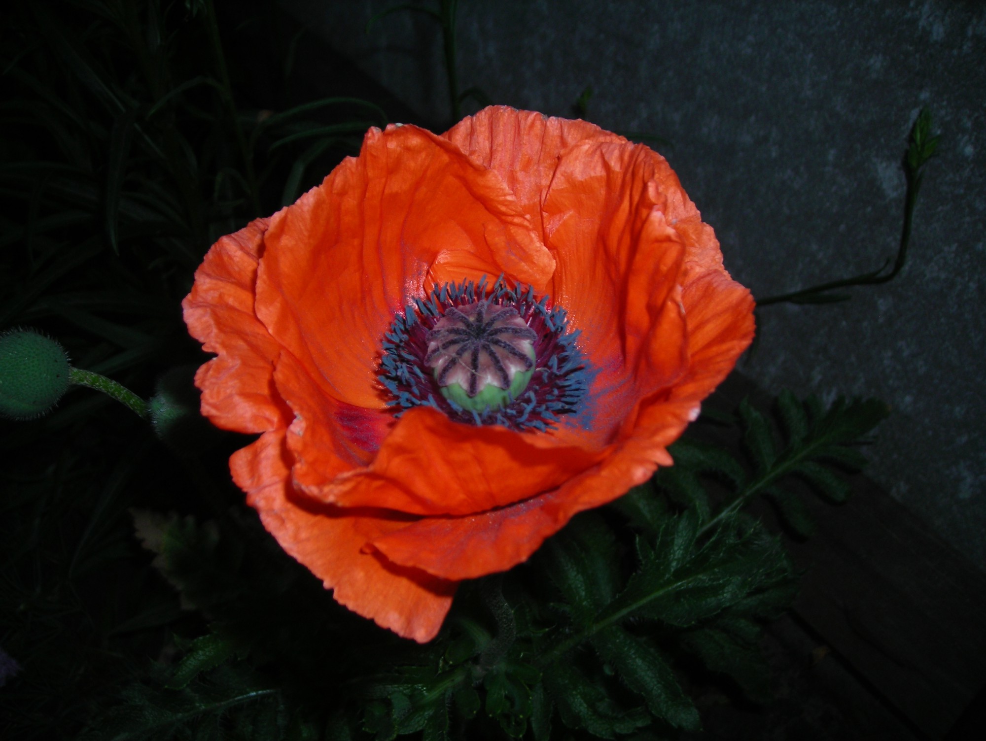<strong>Фото: Лишь человек/Attribution-Share Alike 3.0</strong><p></p>