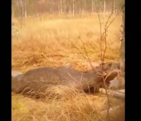 В Тверской области охотники спасли увязшего в болоте лося - новости ТИА