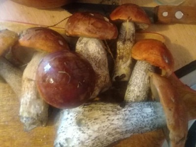 Как правильно собирать и готовить грибы - Новости ТИА