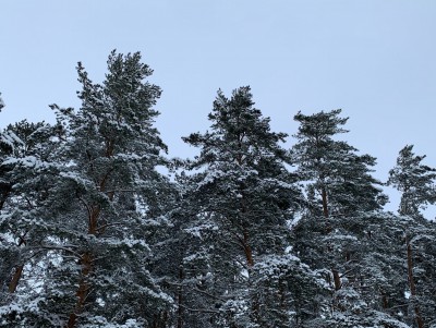 В Тверской области прогнозируют небольшой снегопад в конце рабочей недели - Новости ТИА