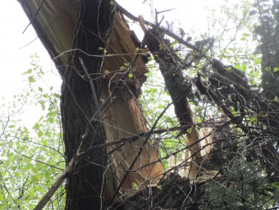 В Ботаническом саду Твери ветер сломал самое толстое дерево - Новости ТИА