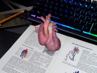 Изобретатель из Твери разработала анатомический 3d атлас для обучения студентов-медиков - новости ТИА