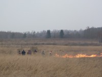 В Тверской области возбуждены уголовные дела по палам травы и лесным пожарам  - Новости ТИА
