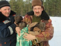 В Тверской области лесник упал в берлогу и спугнул медведицу. Трех медвежат привезли на биостанцию "Чистый лес" - Новости ТИА