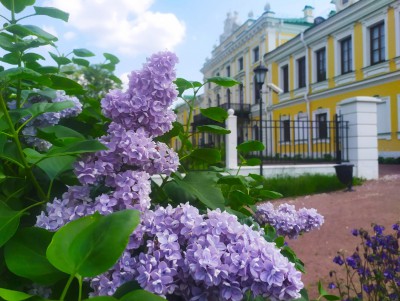 Экскурсию по сиреневому саду Тверского императорского дворца проведут 10 июня - Новости ТИА