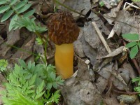 В лесах Тверской области пошли первые грибы сморчки - новости ТИА