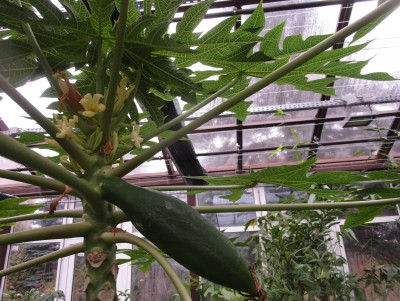 В оранжерее ботанического сада цветёт и плодоносит дынное дерево - новости ТИА