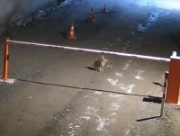 Заяц-русак стал завсегдатаем гаражного кооператива в Твери - Новости ТИА