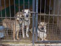 В Кимрах администрация заключила контракт на отлов и убийство бездомных собак со скандально известным ИП Шариповым - новости ТИА