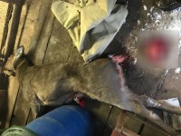 В Тверской области браконьер застрелил оленя - Новости ТИА