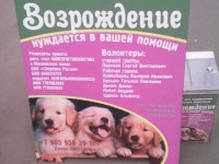 Будьте бдительны! В Твери орудуют мошенники, собирая деньги на несуществующий собачий приют - Новости ТИА