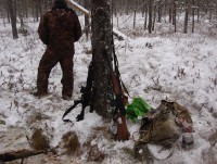 За убийство лосей в Тверской области мужчина получил судимость - Новости ТИА