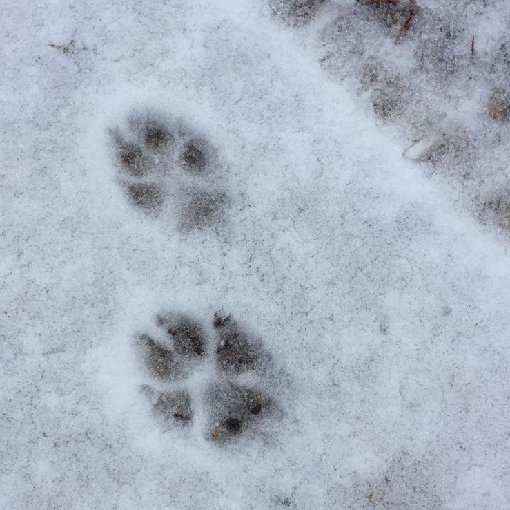 Как отличить следы. След волка. Следы волка на снегу. Следы собаки на снегу. Отпечатки волка на снегу.