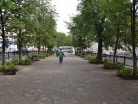 В Твери на бульваре Радищева высаживают кустарники барбариса - Новости ТИА