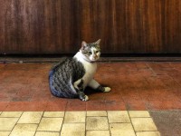 В больнице Твери посетителей встречает упитаннейший котяра - народные новости ТИА