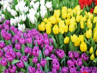 В Твери посадили тюльпаны и кустарники к 9 мая - Новости ТИА