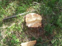 В Тверской области задержали мужчину, который срубил 30 деревьев хвойных пород - Новости ТИА