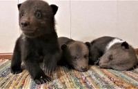 У капризных ленинградских тройняшек в Центре спасения медвежат-сирот начали резаться зубки   - новости ТИА