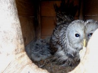 Нечаянная радость: у биологов Мурашовых 20-летняя сова вывела птенцов - новости ТИА
