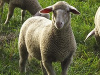 В Тверской области у овец выявили особо опасный вирус - Новости ТИА