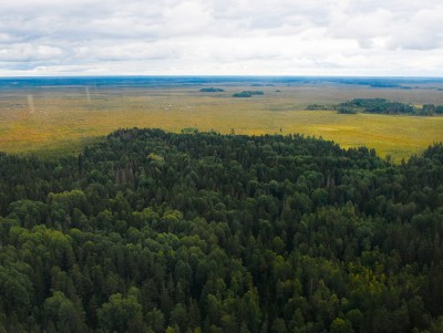 В Тверской области лесной фонд увеличился ещё на 301 га - Новости ТИА