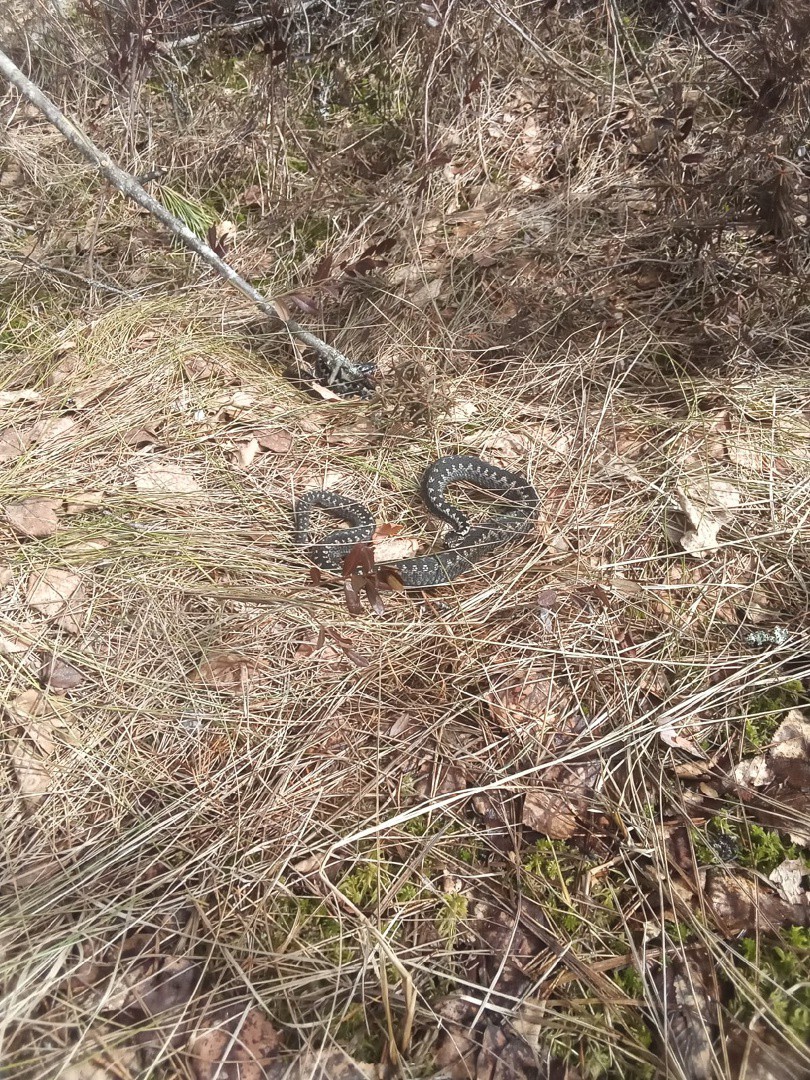 Гадюки в тверской области фото