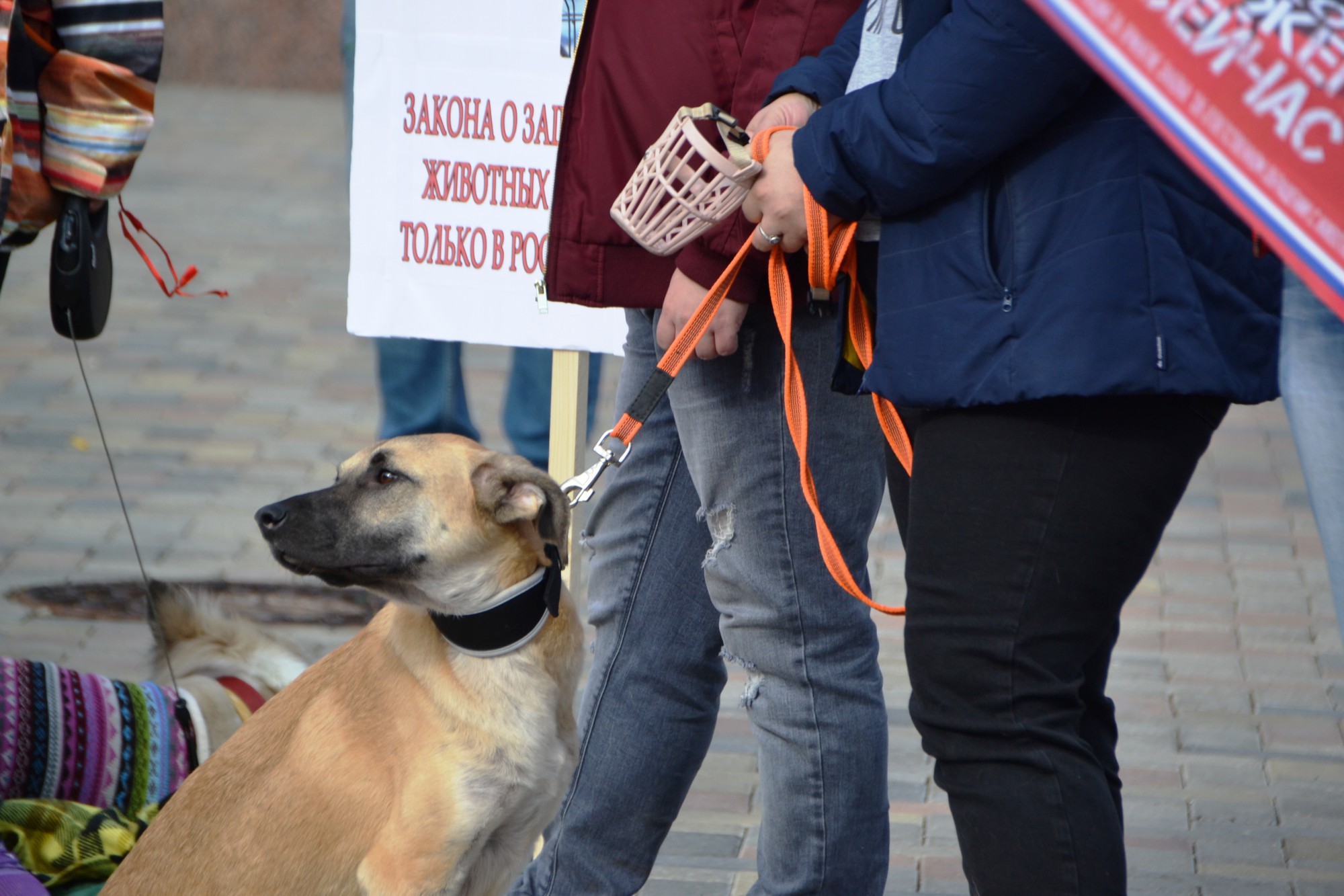 Тверь вышла на митинг с требованием принять закон о защите животных