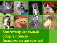 В Твери пройдет благотворительный сбор в помощь бездомным животным - Новости ТИА