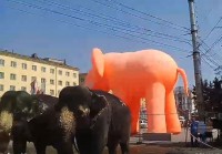 В Твери хулиганы порезали циркового слона - новости ТИА
