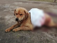 Безнаказанная жестокость: пользователи соцсетей сообщают об убитых собаках в Тверской области - Новости ТИА