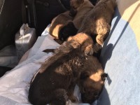 В Твери в переполненный собачий приют подкинули щенков в двух клетках - новости ТИА