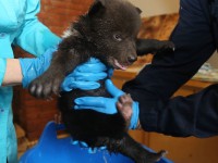 В Центре спасения медвежат-сирот показали, как купают пушистых малышей - новости ТИА