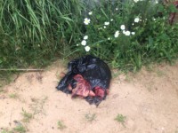 В Твери ловцы травят животных крысиным ядом - Новости ТИА