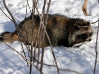 В Тверской области с начала года зарегистрирован второй случай заболевания бешенством дикого животного - новости ТИА
