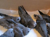 В Торжке десятки птенцов стрижей могут быть замурованы заживо в колокольне - Новости ТИА
