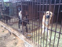 Тверскому приюту для собак срочно требуется помощь в утеплении вольеров перед холодами - Новости ТИА