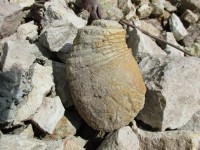 В Тверской области нашли окаменелости вымерших древних существ - новости ТИА