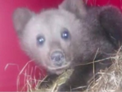В Тверскую область на доращивание и воспитание привезли медвежонка из Коми - новости ТИА