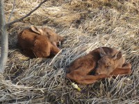 В Тверской области сфотографировали двух новорожденных лосят - Новости ТИА