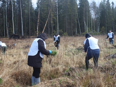 В Тверской области высадили более 6 миллионов деревьев - Новости ТИА