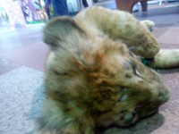 Жители Твери собирают подписи в защиту львенка из контактного зоопарка - Новости ТИА
