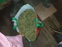 У жителя Тверской области нашли килограмм марихуаны - Новости ТИА